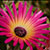 Namakwa-flower